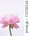 光の中に咲く蓮の花 71526316