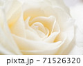 美しい白いバラ 71526320