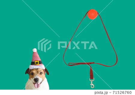 Concept of funny little elf under New Year tree with dog and artificial tree made from dog leash 71526760