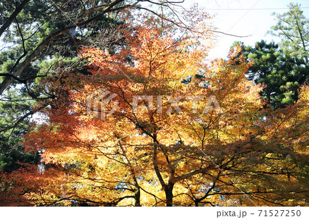 永平寺の紅葉（福井県 永平寺町） 71527250