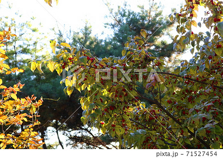 実 木 ハナミズキ 71527454