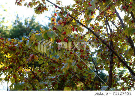 実 木 ハナミズキ 71527455