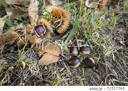 chestnuts chestnuts 71527765