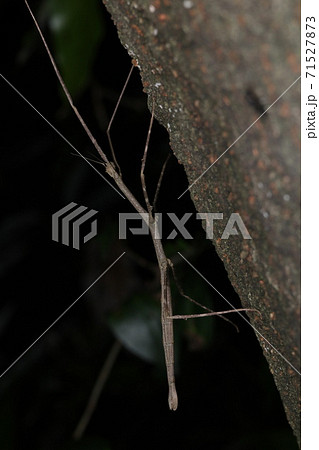 ナナフシ/ナナフシモドキ ナナフシ/ナナフシモドキ 71527873