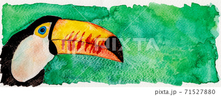 Colorful toucan in green background 71527880
