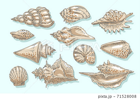 Seashell, shell, sea, mollusk, shellfish, nautical illustration Seashell, shell, sea, mollusk, shellfish, nautical illustration 71528008