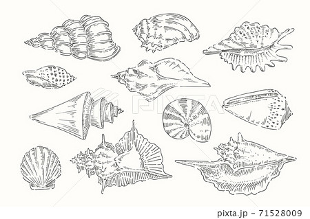 Seashell Shell Sea Mollusk Shellfish のイラスト素材
