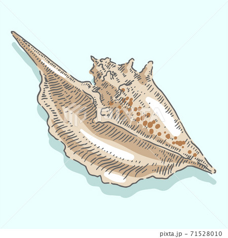 Seashell, shell, sea, mollusk, shellfish, nautical illustration Seashell, shell, sea, mollusk, shellfish, nautical illustration 71528010
