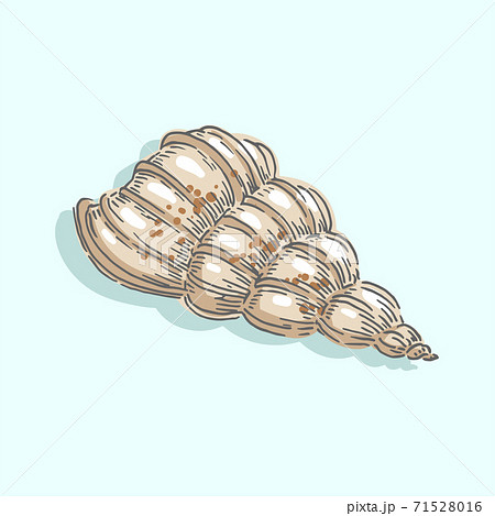 Seashell, shell, sea, mollusk, shellfish, nautical illustration Seashell, shell, sea, mollusk, shellfish, nautical illustration 71528016
