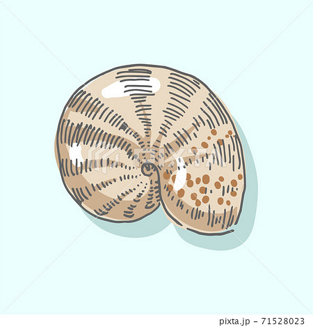 Seashell, shell, sea, mollusk, shellfish, nautical illustration Seashell, shell, sea, mollusk, shellfish, nautical illustration 71528023