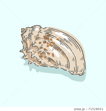 Seashell, shell, sea, mollusk, shellfish, nautical illustration Seashell, shell, sea, mollusk, shellfish, nautical illustration 71528031