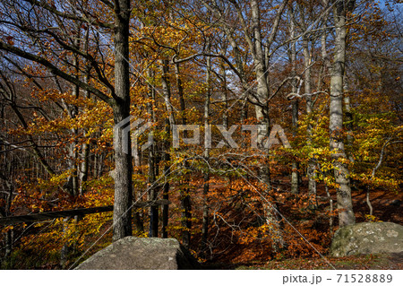 A beautiful view of a colourful autumn forest. Picture from a National park in Scania, southern Sweden 71528889