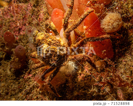 A closeup picture of Ascidiacea, commonly known as the ascidians or sea squirts and a spider crab. Picture from the Weather Islands, Skagerack Sea, Sweden 71528898