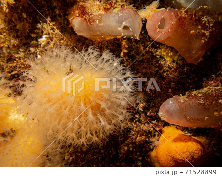 A closeup picture of a feeding soft coral dead man's fingers or Alcyonium digitatum. Picture from the Weather Islands, Skagerrak Sea, Sweden 71528899