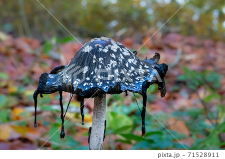 A picture of a black fungus in a forest. Blurry background with autumn leaves A picture of a black fungus in a forest. Blurry background with autumn leaves 71528911