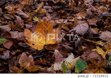A closeup picture of a brown autumn leaves in a European Beech forest. Picture from Scania, southern Sweden 71528913