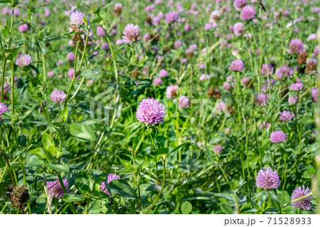 A field of pink clover flowers. Picture from Eslov, Scania county in southern Sweden A field of pink clover flowers. Picture from Eslov, Scania county in southern Sweden 71528933