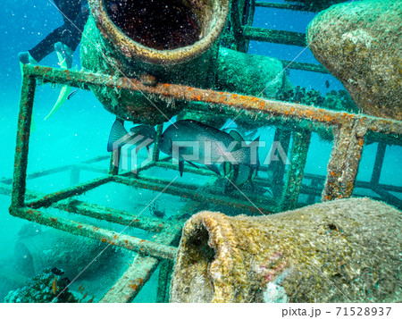 An artificial reef teeming with a Big Eye Trevally, Caranx sexfasciatus. Picture from Egypt, the Red Sea An artificial reef teeming with a Big Eye Trevally, Caranx sexfasciatus. Picture from Egypt, the Red Sea 71528937