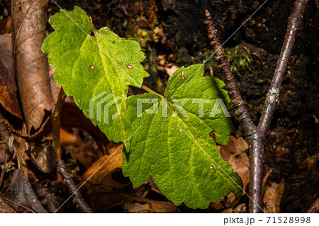 A closeup picture of two green leaves among brown autumn leaves. Picture from Bokskogen, Malmo, Sweden A closeup picture of two green leaves among brown autumn leaves. Picture from Bokskogen, Malmo, Sweden 71528998