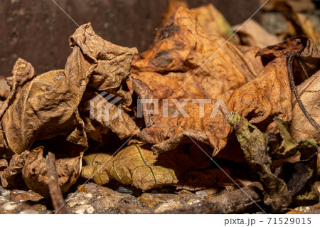 A closeup picture of brown autumn leaves. Picture from Malmo, Sweden A closeup picture of brown autumn leaves. Picture from Malmo, Sweden 71529015