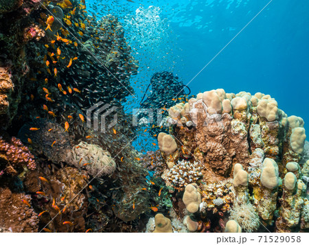 A Red Sea coral reef teeming with marine life. A female scuba diver and blue water in the background. Picture from Hurghada, Egypt 71529058