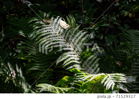 Beautiful picture of fern light up by sunrays one of the latest days of the summer. Picture from Scania, southern Sweden Beautiful picture of fern light up by sunrays one of the latest days of the summer. Picture from Scania, southern Sweden 71529317