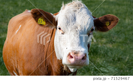 A white and brown calf. Picture from Scania, southern Sweden 71529467