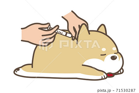 注射を打たれる犬　動物病院 71530287