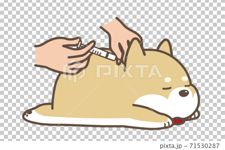 注射を打たれる犬　動物病院 71530287
