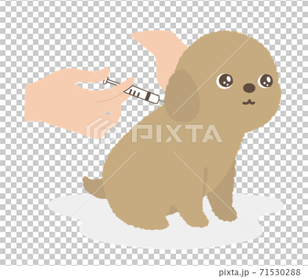 注射を打たれる犬　動物病院 71530288