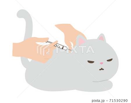 注射を打たれる猫 動物病院 注射を打たれる猫 動物病院 71530290