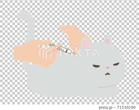 注射を打たれる猫 動物病院 注射を打たれる猫 動物病院 71530290