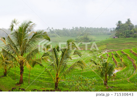 Scenic view of traditional terraced rice fields 71530643