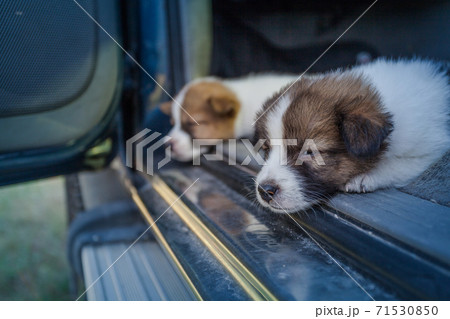 Puppies sleep on the car Puppies sleep on the car 71530850