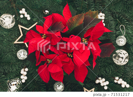 Christmas holiday winter New Year festive card. Xmas tree branches and red flower poinsettia. Christmas holiday winter New Year festive card. Xmas tree branches and red flower poinsettia. 71531217