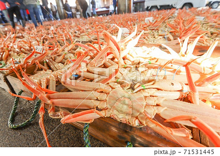 松葉蟹競り 71531445