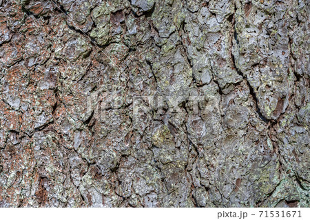 Bark of an old tree. 71531671