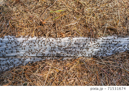 Ants in an anthill. 71531674