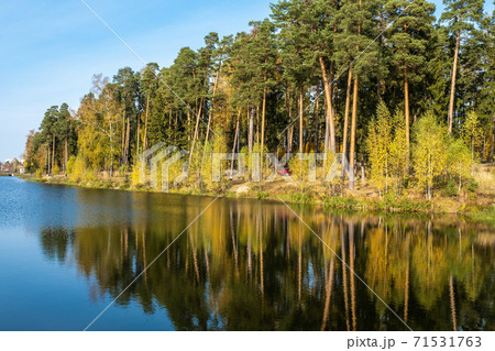 River Bank with tall pine trees reflected in the water on an autumn day. 71531763