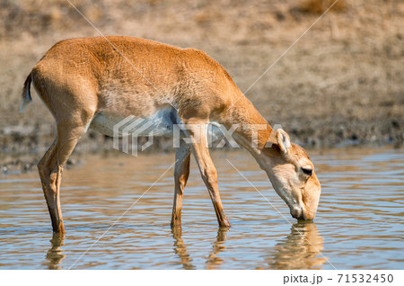 Saiga antelope or Saiga tatarica drinks in steppe 71532450