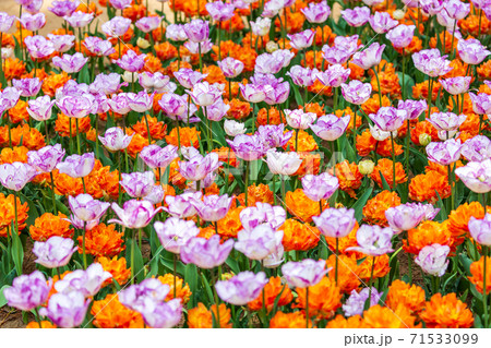 鮮やかに咲いたチューリップ畑　茨城県ひたちなか市 71533099