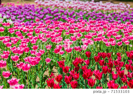 鮮やかに咲いたチューリップ畑　茨城県ひたちなか市 71533103