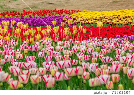 鮮やかに咲いたチューリップ畑　茨城県ひたちなか市 71533104