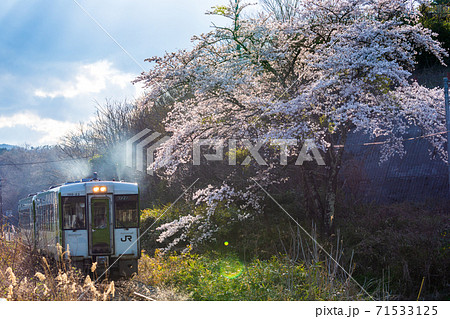 さくらと釜石線の列車 岩手県遠野市 さくらと釜石線の列車 岩手県遠野市 71533125