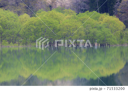 白川湖の水没林　山形県飯豊町 71533200