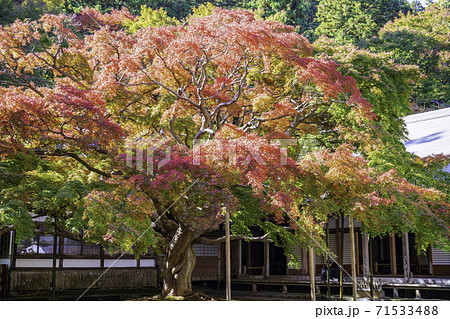 まもなく見頃を迎える紅葉が美しい雷山千如寺大悲王院(福岡県糸島市) まもなく見頃を迎える紅葉が美しい雷山千如寺大悲王院(福岡県糸島市) 71533488