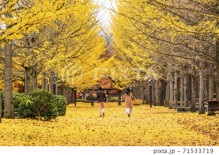 山形県総合運動公園のいちょう並木　女性の後ろ姿　山形県天童市　 71533719