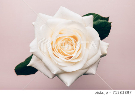 Beautiful big white rose Beautiful big white rose 71533897