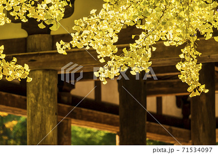 新宮熊野神社　長床の大銀杏　福島県喜多方市 71534097