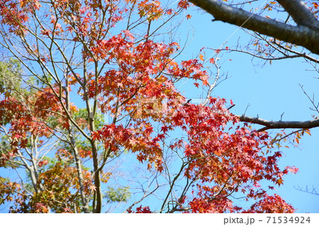 イロハモミジ紅葉 イロハモミジ紅葉 71534924
